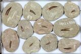 Lot: Real Fossil Plesiosaur Teeth In Matrix - Pieces #119600-1